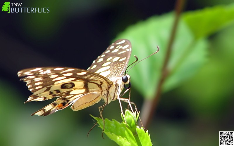 Malayalam Butterfly Names